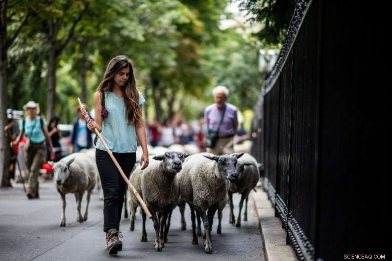 A 140‑km Adventure: Sheep Traverse Paris, Dodge Traffic, and Graze Iconic Streets