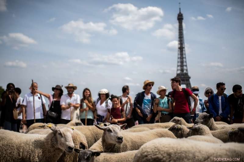 A 140‑km Adventure: Sheep Traverse Paris, Dodge Traffic, and Graze Iconic Streets