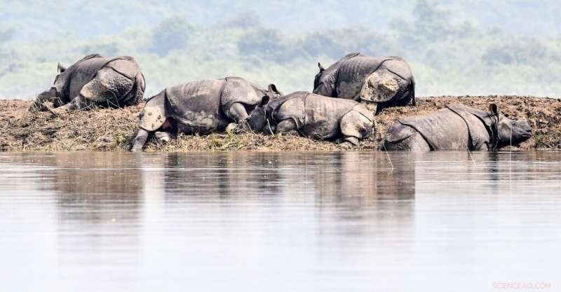 Tiger and Rhinos Seek Higher Ground Amid Assam Floods
