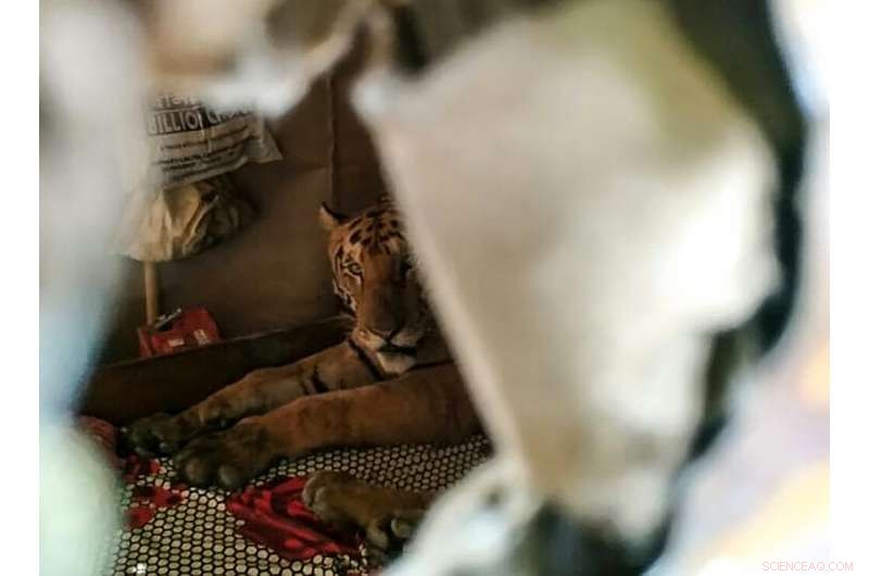 Tiger and Rhinos Seek Higher Ground Amid Assam Floods