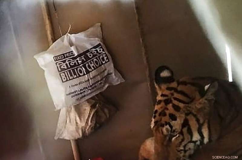 Tiger and Rhinos Seek Higher Ground Amid Assam Floods