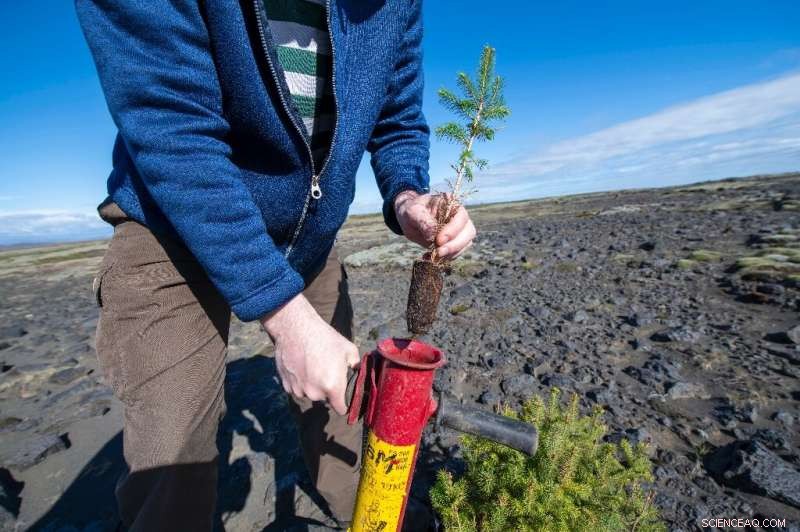 Iceland Aims to Restore Viking‑Era Forests