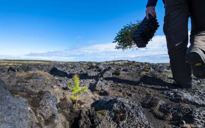 Iceland Aims to Restore Viking‑Era Forests