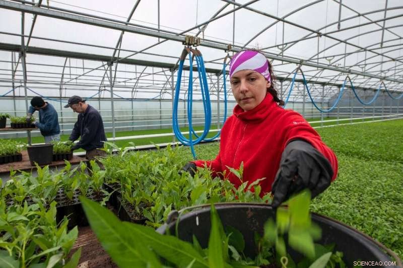 Iceland Aims to Restore Viking‑Era Forests