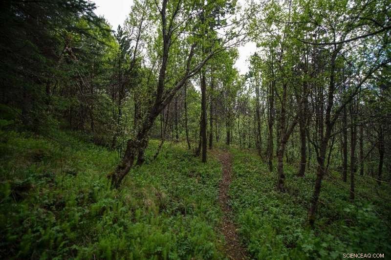 Iceland Aims to Restore Viking‑Era Forests