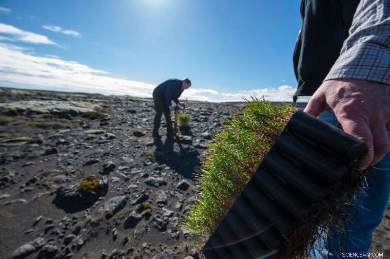 Iceland Aims to Restore Viking‑Era Forests