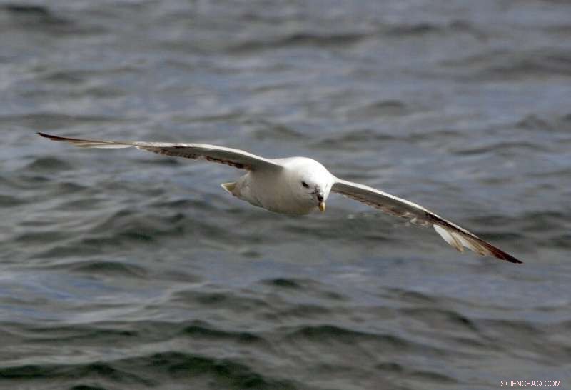 Danish Research Reveals 95% of Dead Petrels Consumed Plastic, Causing Starvation