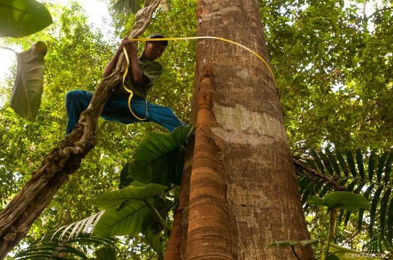 Panama’s Darien Forest Boasts Record-High Carbon Stock and Exceptional Tree Diversity – Study Finds