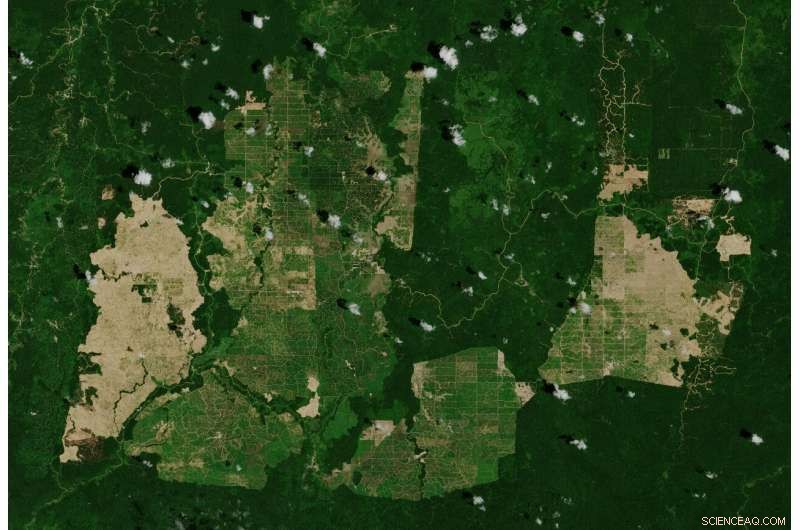 Satellite View of Borneo’s Palm Oil Plantations: Insights from Copernicus Sentinel‑2