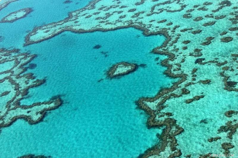 Great Barrier Reef Authority Calls for Stronger Climate Action, Breaking with Australian Government