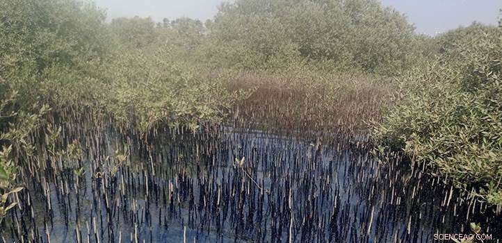 Marine Sediments Reveal Rapid Accumulation of Oil Pollution, Surpassing All Past Levels