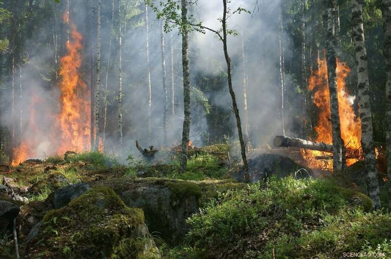 Sustainable Land Management Could Cut Amazon Wildfires, New Study Finds