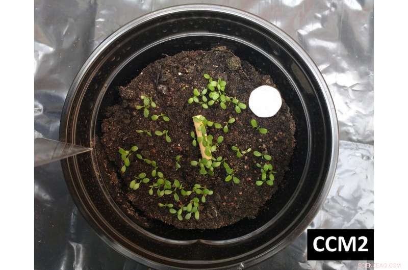 New Study Reveals Cigarette Butts Severely Hinder Plant Growth