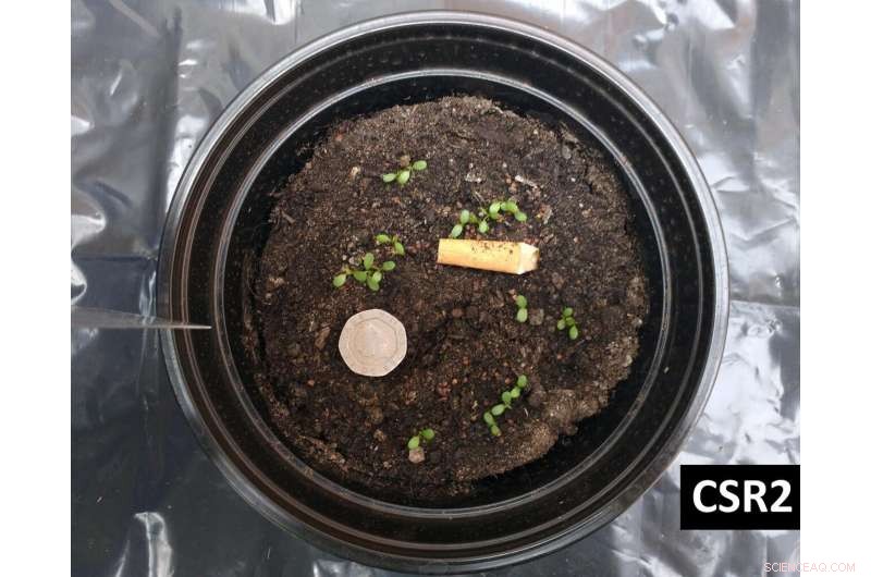 New Study Reveals Cigarette Butts Severely Hinder Plant Growth