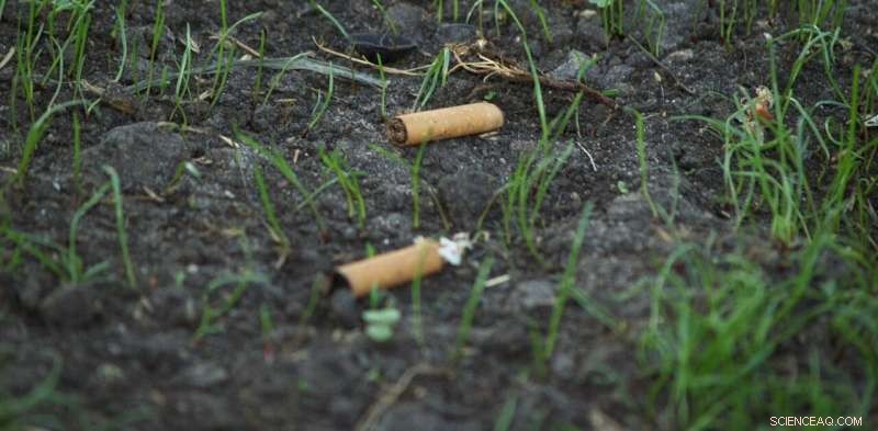 Cigarette Butts: The Hidden Plastic Crisis Threatening Our Plants