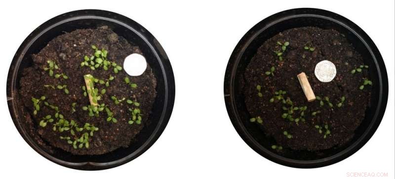 Cigarette Butts: The Hidden Plastic Crisis Threatening Our Plants