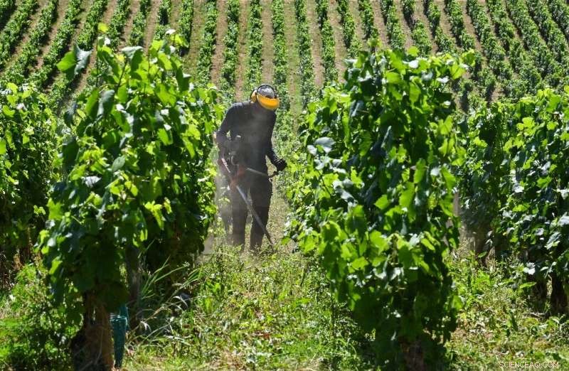 Heatwave Cuts French Wine Production by up to 13%