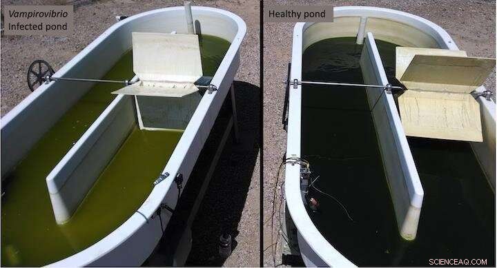 Genetic Diversity in Vampire Algae Killer Threatens Biofuel Production