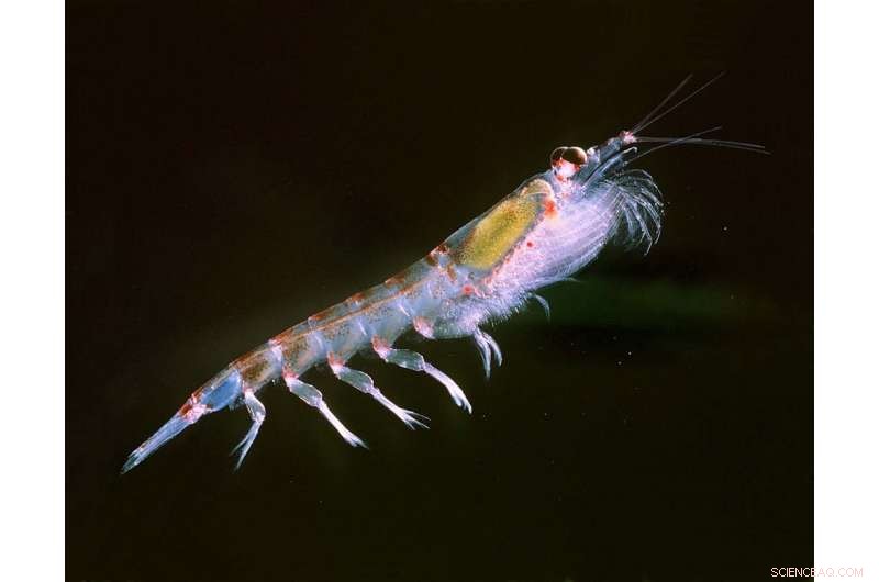 Antarctic Undersea Robot: Awaiting Its Return Home