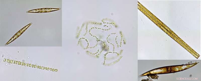 A Marine  Toxic  Chemical Turns Out to Benefit Ecosystems