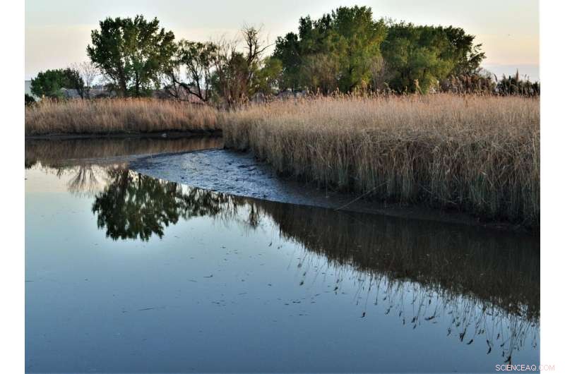 Legacy Mercury Pollution Continues to Threaten New Jersey Meadowlands Waters