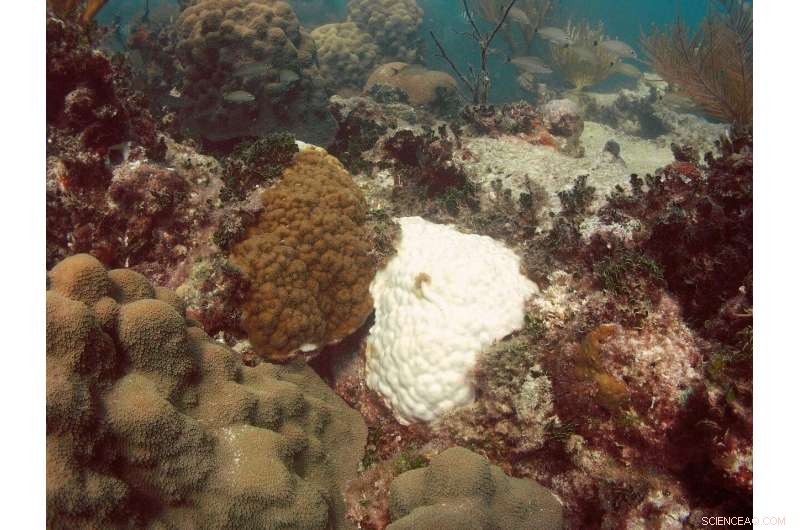 Expert Guide to Restoring Coral Reefs: Steps, Techniques, and Best Practices