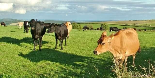 How Dairy Farms Can Cut Greenhouse Gas Emissions and Cool the Planet