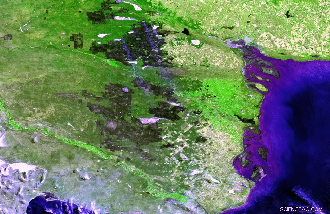 Rapid Recovery of Argentine Grasslands After Wildfires: Proba‑V Satellite Imaging