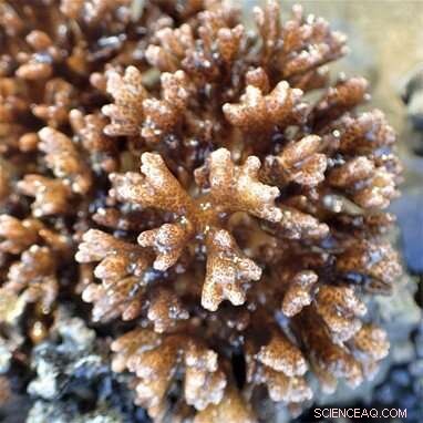 Coral Hosts  Resilience to Heat and Sediment Stress Revealed by NUS Study