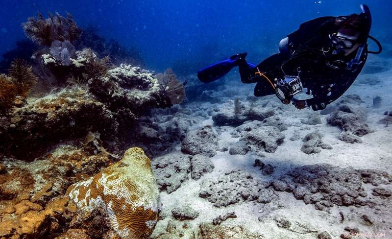 Florida Coral Disease Outbreak: Latest Updates & Findings