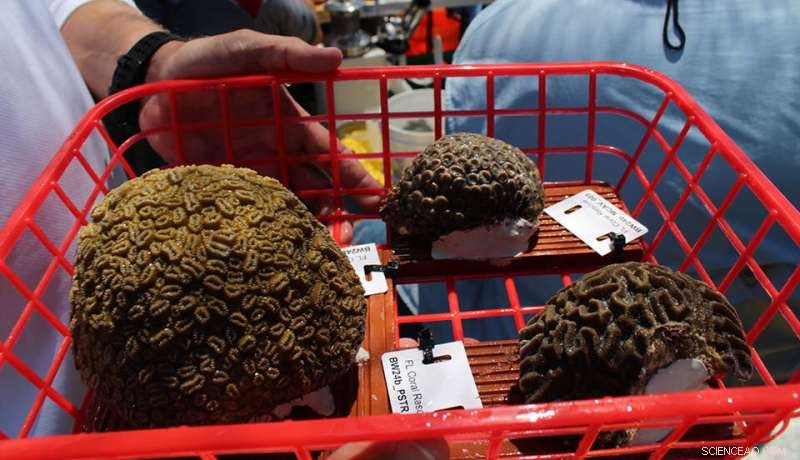 Florida Coral Disease Outbreak: Latest Updates & Findings