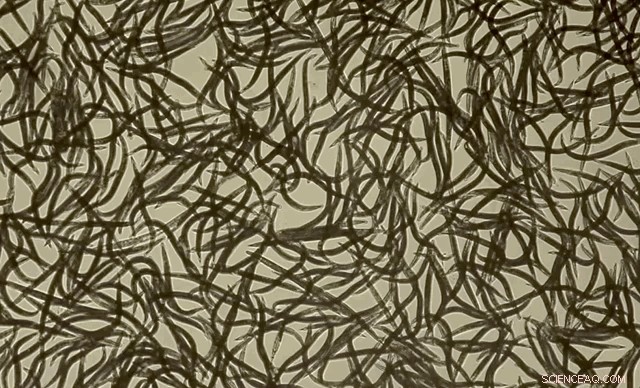 Nematodes and Climate Change: Insights from Leading Research