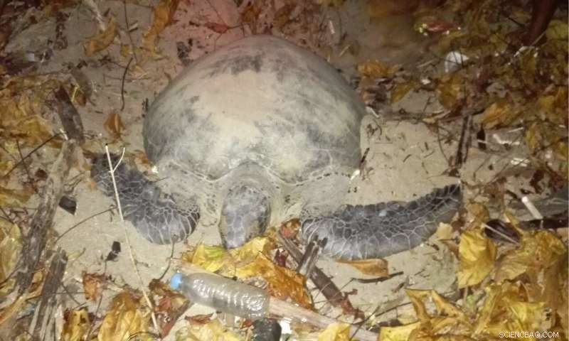 Plastic Pollution Intensifies Threats to Myanmar’s Vulnerable Turtles