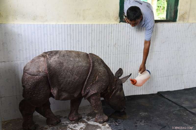 Kaziranga Park Battles Floods: Urgent Wildlife Rescue Mission