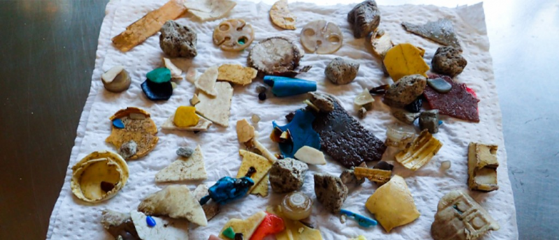 New Study Links Plastic Ingestion to Elevated Cholesterol in Seabirds