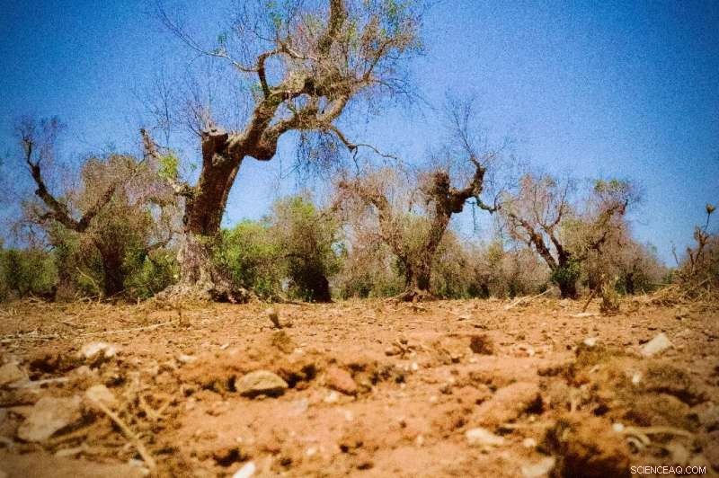 Italy Gains New Hope in Battle Against Olive Tree Xylella Disease