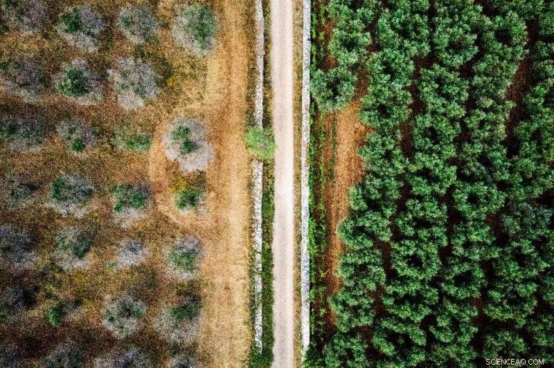 Italy Gains New Hope in Battle Against Olive Tree Xylella Disease