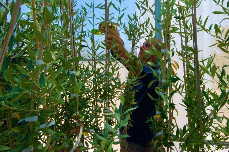 Italy Gains New Hope in Battle Against Olive Tree Xylella Disease