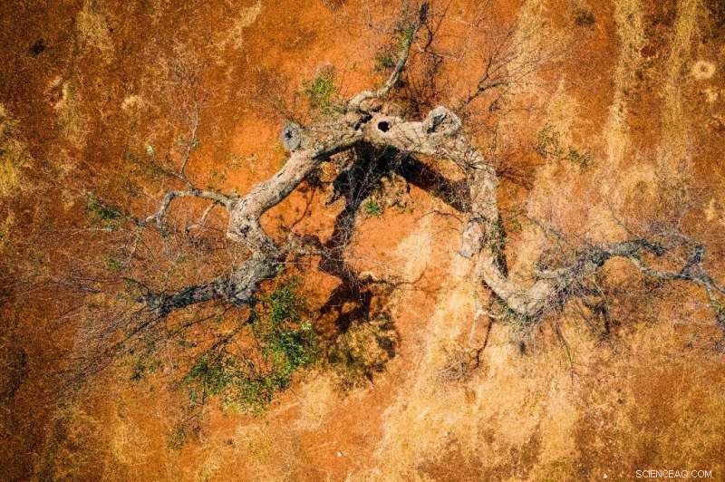 Italy Gains New Hope in Battle Against Olive Tree Xylella Disease