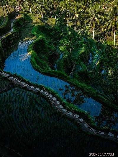 Higher CO₂ Levels Threaten Rice Nutrient Quality, Raising Global Health Risks