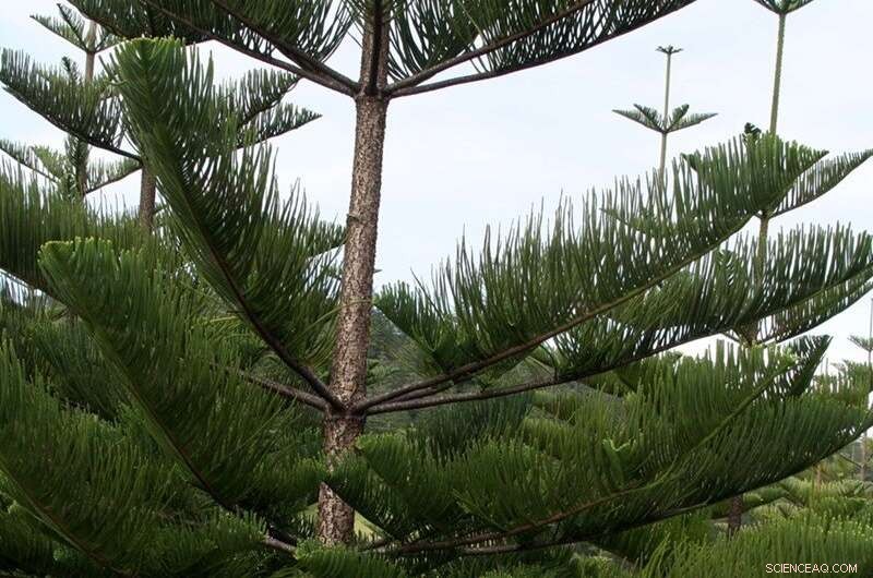 Biologist Explores Norfolk Island’s Remote Ecosystems for Rare Slime Molds