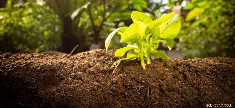 Study Reveals Effective Strategy to Boost Sustainability of Engineered Soils