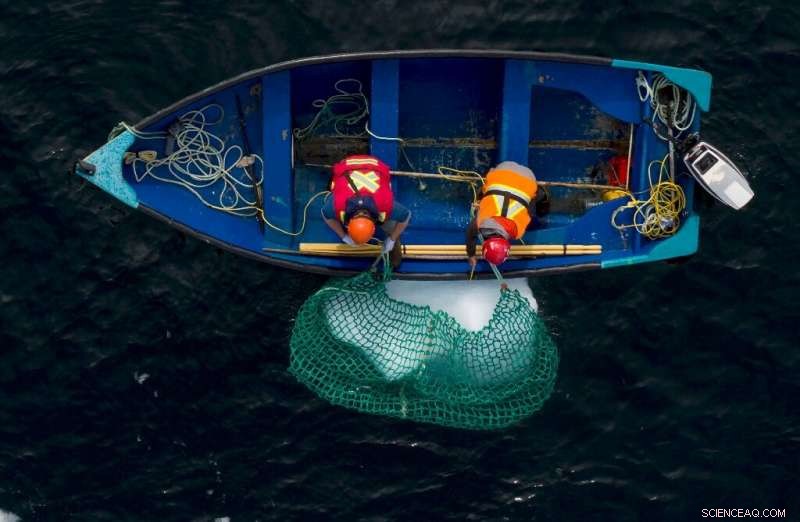 Canadian Fisherman Pursues Icebergs for White Gold in the North Atlantic