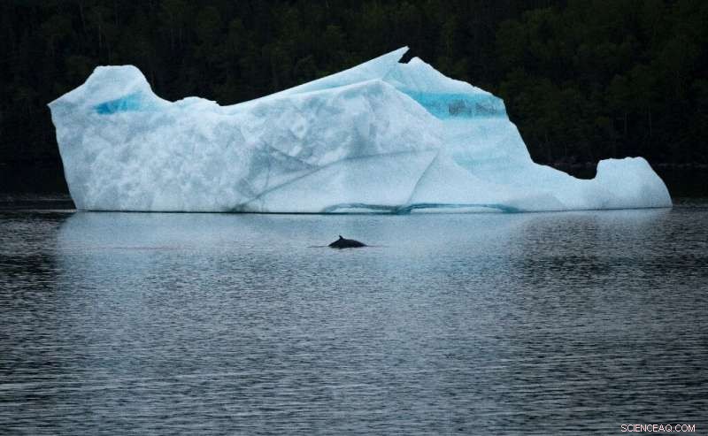 Iceberg Corridor Drives Record Tourism Surge Along Canada’s East Coast