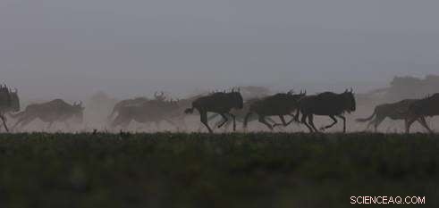 Economic Growth Supports Wildlife, but Rising Human Populations Don’t—New Global Study Finds