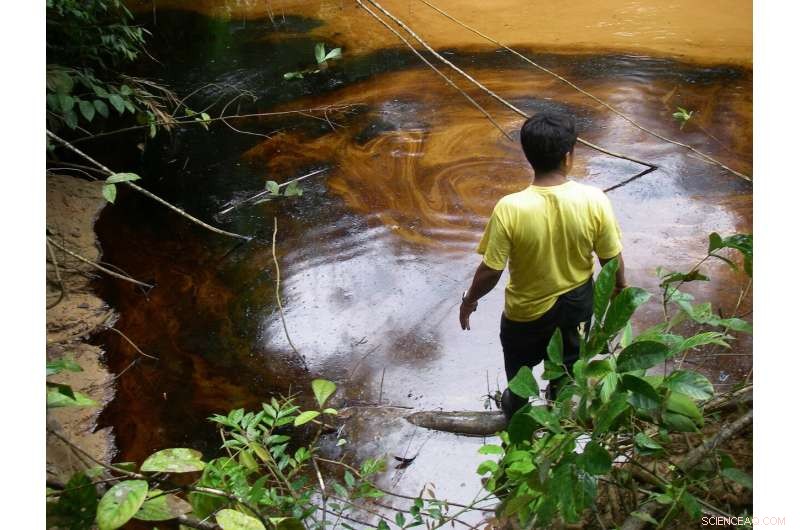 Amazonian Wildlife Exposed: Elevated Lead Levels Threaten Ecosystems and Human Health