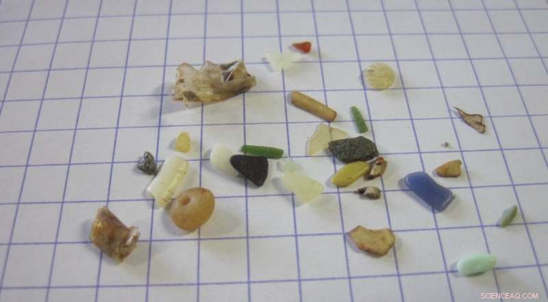 Seabirds at Risk: Toxic Chemicals in Plastics Threaten Their Survival