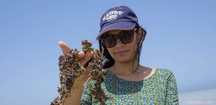Deep-Sea Seaweed Sequesters Carbon, Offering a Quiet Climate Solution
