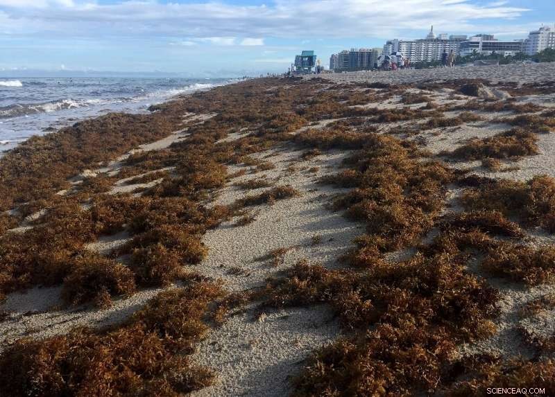 Stinky Seaweed Floods Beaches—Could This Be the New Normal?