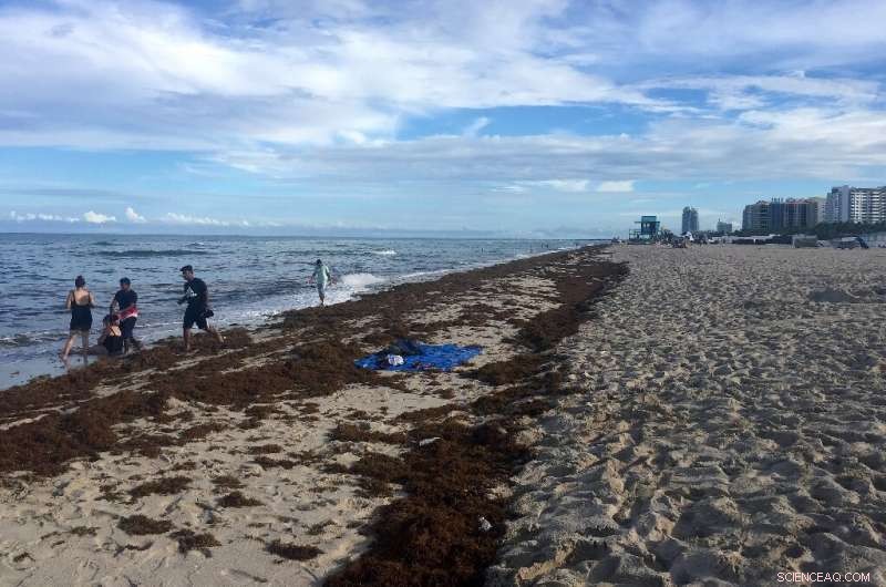 Stinky Seaweed Floods Beaches—Could This Be the New Normal?